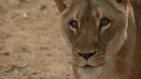 Leona-Africana-Mirando-A-La-Cámara