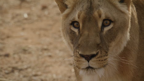 leona africana mirando a la cámara