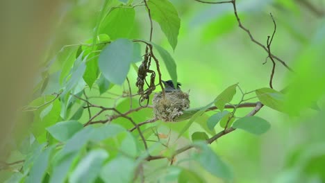 pájaro caza moscas del paraíso indio incubando huevos en el nido en clima caluroso