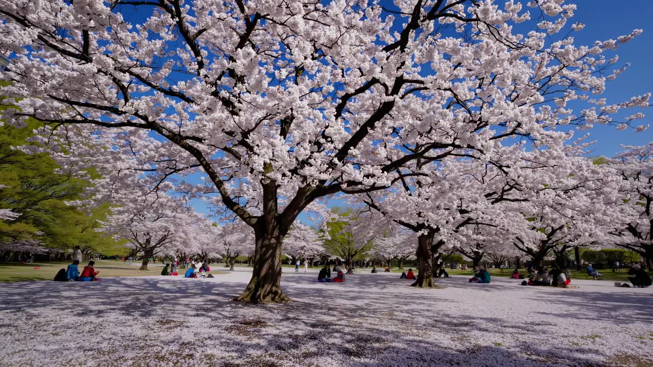 Video grandangolare che riprende una serena scena in un parco con ciliegi in fiore e persone che si rilassano.