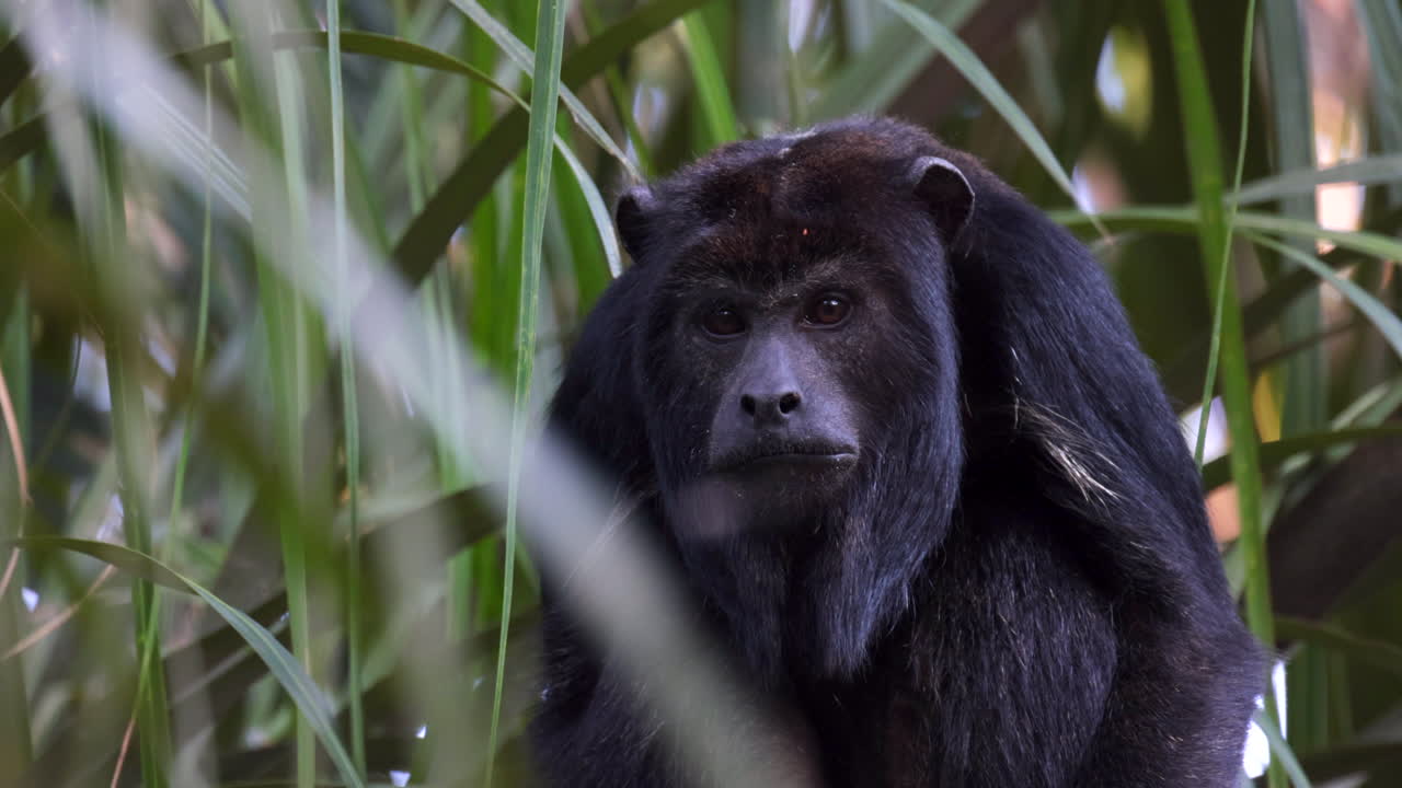 Black Howler Monkey, mature male face close-up in rainforest daylight Bolivia, Orig.8K