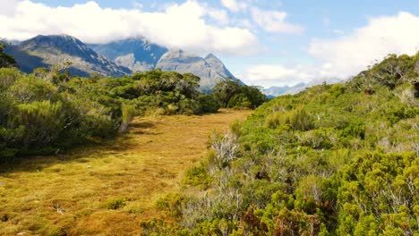 arbustos alpinos en la cumbre con vistas a las montañas