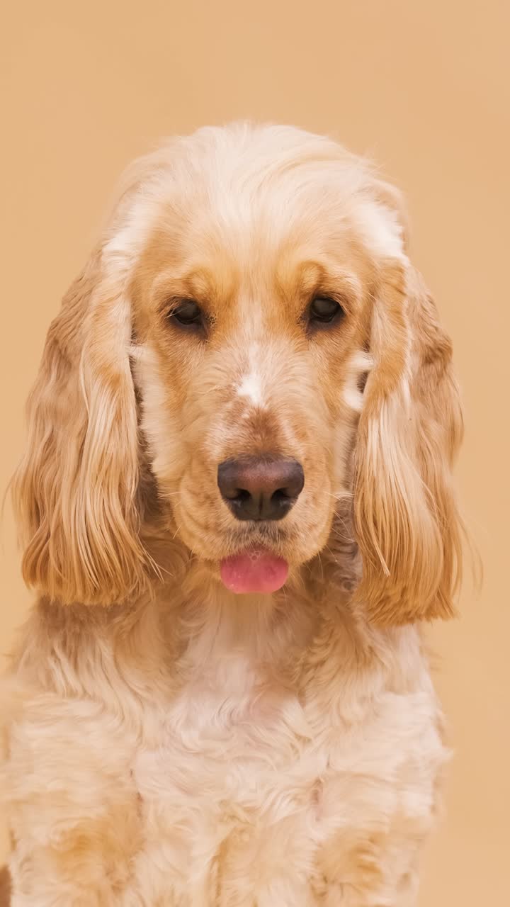 Cute brown English Cocker Spaniel dog on beige background
