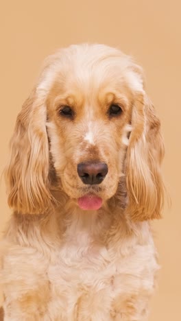 cute brown english cocker spaniel dog on beige background