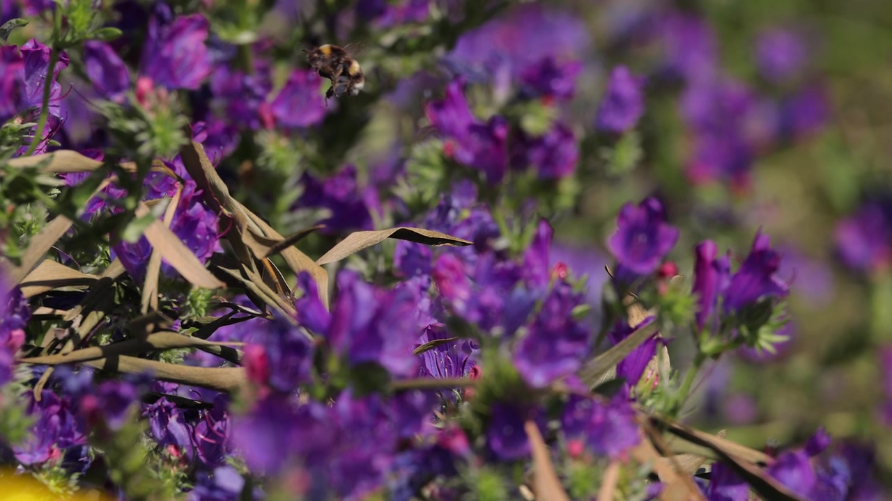 Purple Flower Field with Bumblebees and Honeybees Pollinating Blooms