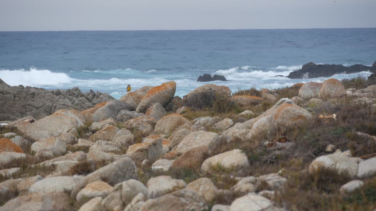 바위가 어있는 바다 해안, 바다 물의 파도가 바위에 부히는, 몬테레이, 캘리포니아