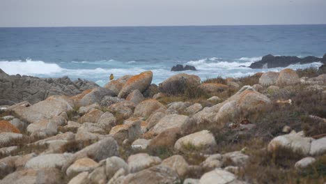 rocosa y escarpada costa del océano, olas de agua de mar chocando contra las rocas, monterey california