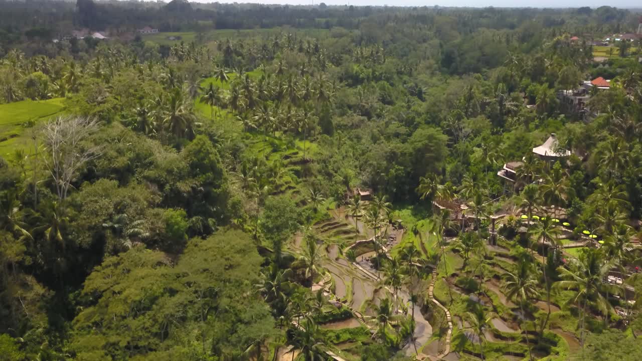 High angle view of the forrest in Tegallalang on a sunny day, Ubud, Bali Indonesia