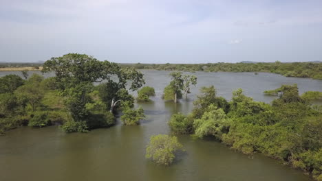 flyover: shallow flooded swamp wetland in lush green jungle yala park