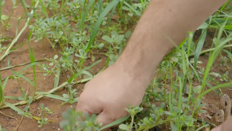 closeup of a man removing weed from a garden