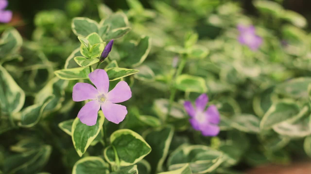 primer plano de una flor violeta moviéndose por el viento