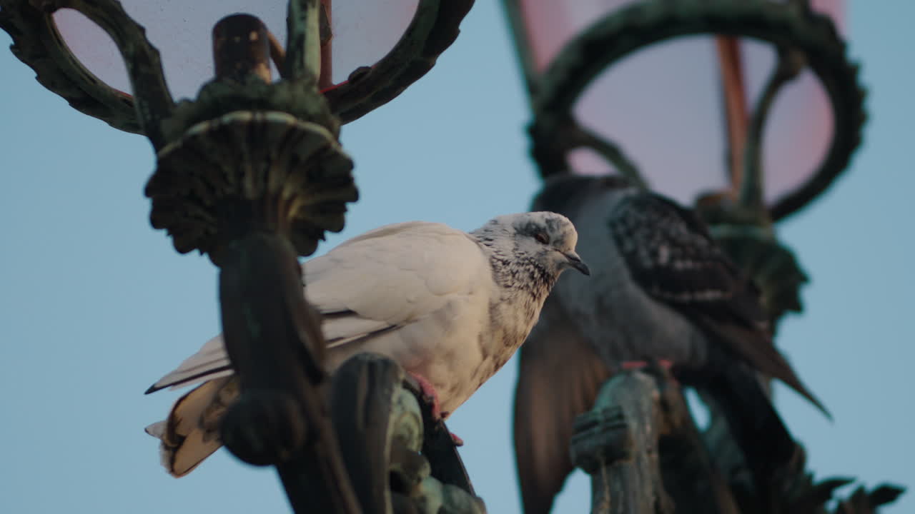 Pigeons Perched on Ornate Street Lamps