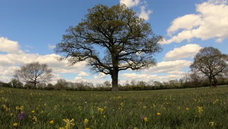 Timelapse-of-a-cloudy-sky-moving-past-an-ancient-Oak-Tree-in-an-English-meadow-with-wild-flowers-growing-in-the-pastures-around-it