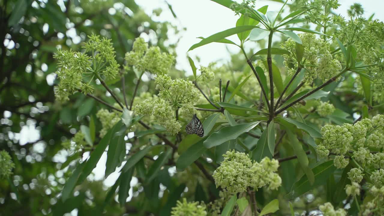 flor de chatim esta flor florece en otoño y llena el área con su fragancia