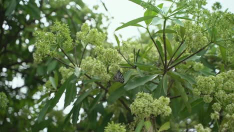 chatim flower this flower blooms in autumn and fills the area with its fragrance