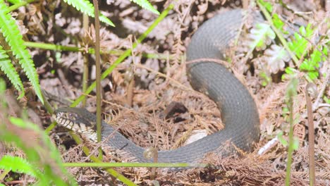 florida serpiente con bandas de agua tomando el sol entre el follaje con hormigas rastreras