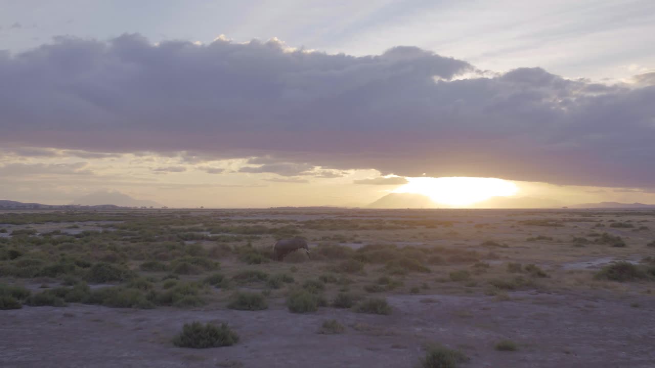 imágenes aéreas de un elefante solitario en el parque nacional de amboseli con la puesta de sol
