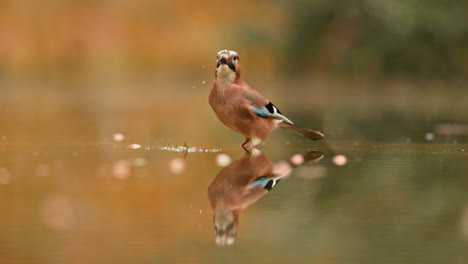 eurasian jay in autumn