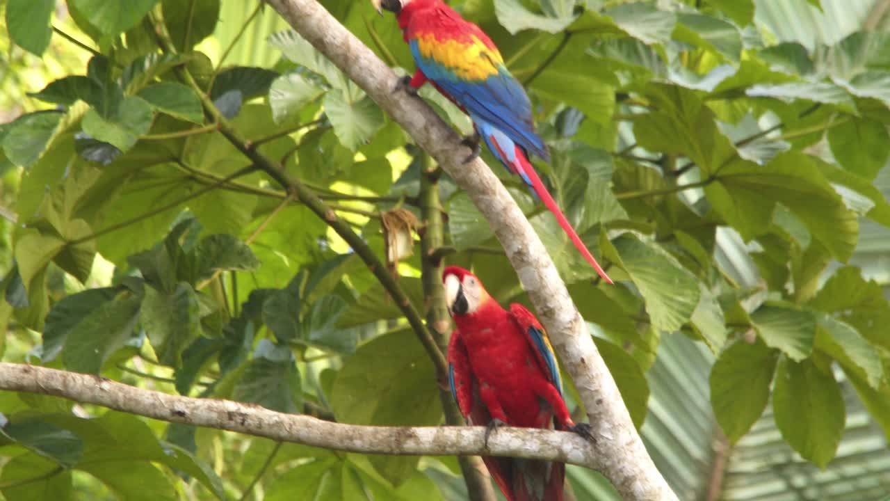 Scarlet Macaw Pair clears the branches of all the other macaws so that they can enjoy their time together in the tree at amazon rain forest