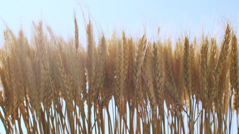 Wide-shot-of-a-row-of-wheat-gently-blowing-in-a-breeze