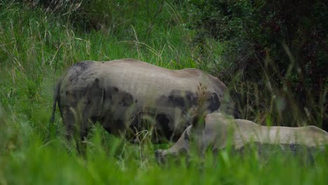 Zeitlupe:-Wilderer-Pov,-Versteckt-Sich-Im-Gras,-Beobachtet-Zwei-Enthornte-Breitmaulnashörner-Bei-Schwachem-Licht,-Ein-Nashorn-Dreht-Sich-Um,-Als-Es-An-Einem-Dunklen,-Stürmischen-Tag-Etwas-Hört