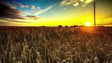 Goldenes-Erwachen,-Zeitraffer-Eines-Sonnenbeschienenen-Weizenfeldes-Bei-Sonnenaufgang