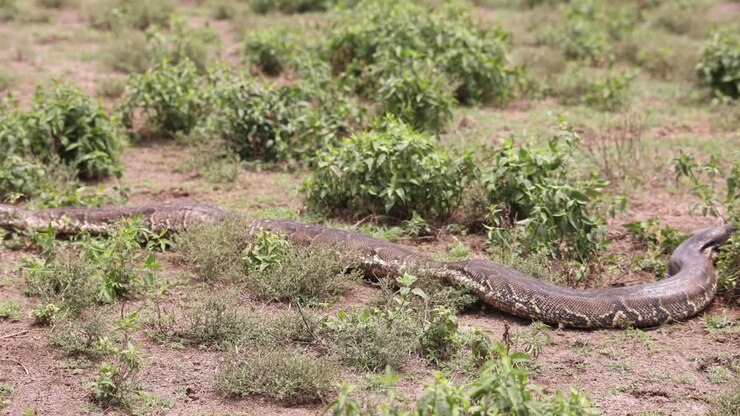 Uma cobra grande rasteja pela grama em uma paisagem seca e aberta em Crescent Island, Quênia.