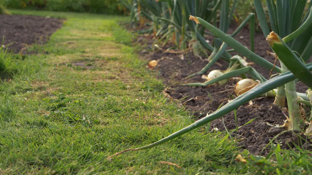 Row of ripe onions growing in vegetable garden wide panning shot