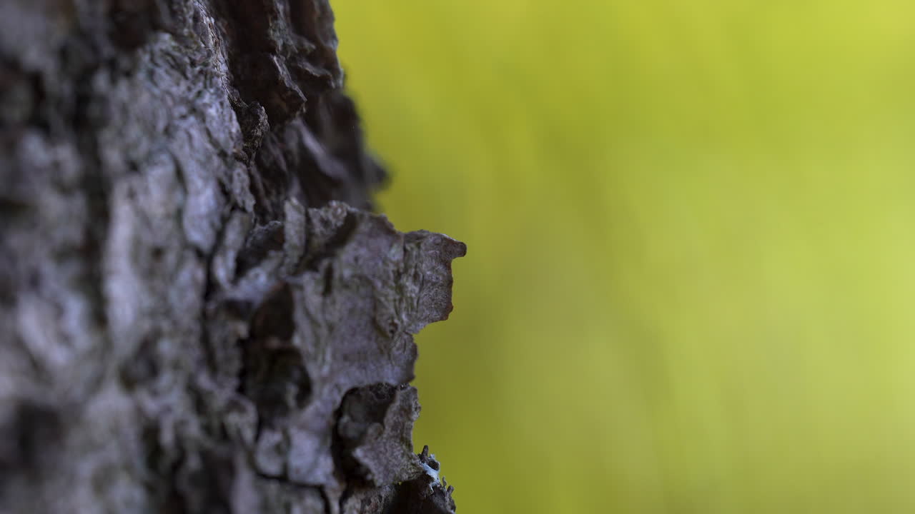 Detaljert nærbilde av bark med myk, gul bakgrunn