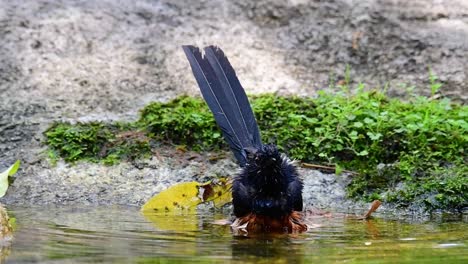 Shama-De-Rabadilla-Blanca-Bañándose-En-El-Bosque-Durante-Un-Día-Caluroso,-Copsychus-Malabaricus,-En-Cámara-Lenta