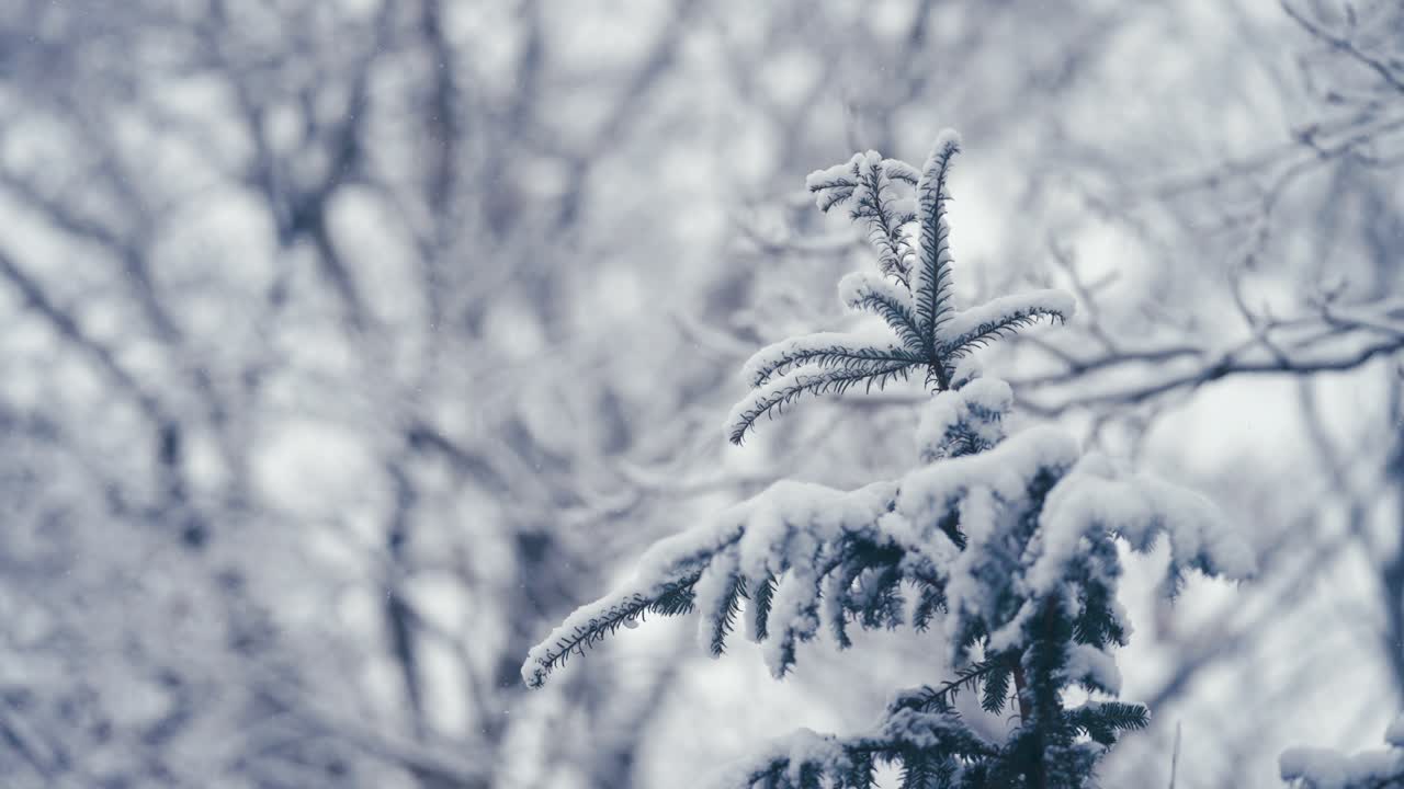 The first snow on the top of the young pine tree