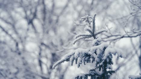 Der-Erste-Schnee-Auf-Der-Spitze-Der-Jungen-Kiefer