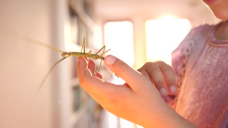 cute kid girl portrait holds stick insect pet in hands and put it on her face at home have fun and smile