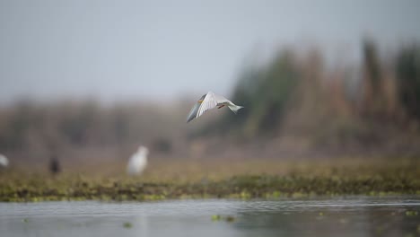 El-Charrán-De-Río-Volando-Después-De-Bucear-En-El-Lago.