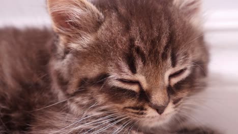 perezoso pequeño atigrado verde maincoon gatito gato quedarse dormido