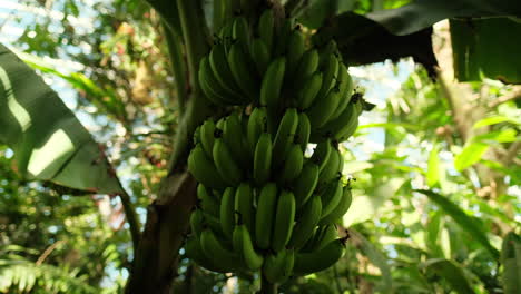 paralaje de mano alrededor de un exuberante árbol de plátano verde