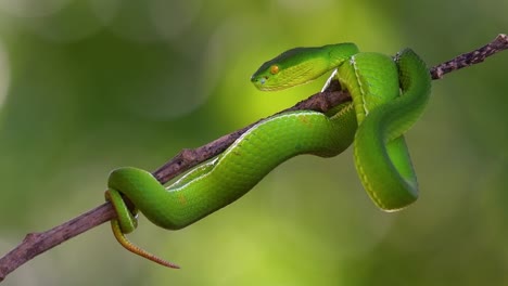 La-Víbora-De-Labios-Blancos-Es-Una-Víbora-Venenosa-Endémica-Del-Sudeste-Asiático-Y-A-Menudo-Se-Encuentra-Durante-La-Noche-Esperando-En-Una-Rama-O-Rama-De-Un-árbol-Cerca-De-Un-Cuerpo-De-Agua-Con-Muchos-Alimentos