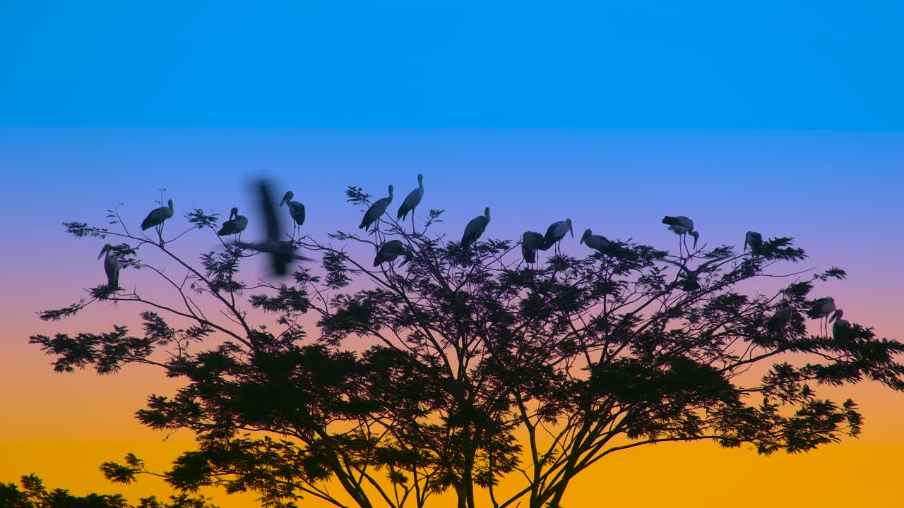 해가 뜨고 해가 지는 나무에서 새들의 실루