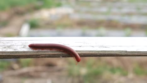 the keluwing or red milipede is walking on bamboo