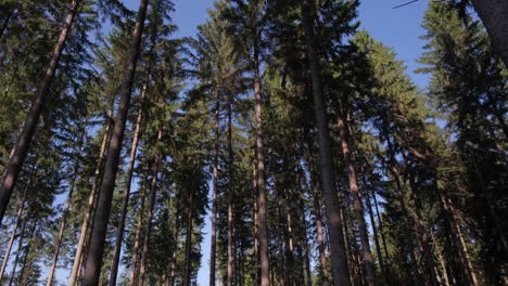 dense pine forest moving camera between trees beautiful wild forest dense pine forest moving camera between trees beautiful wild forest