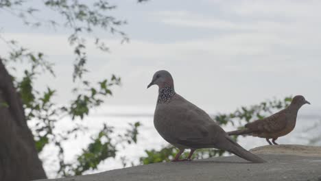 a spotted dove stands gazing at the pacific ocean before being joined by another bird