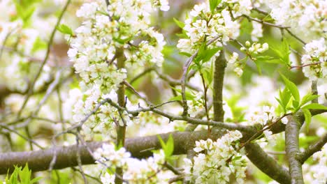 common chickadee perched on a blooming spring branch, bright colors surrounding the small bird