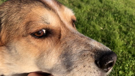 Slow-motion-of-caucasian-man-that-gently-caresses-his-brown-and-white-dog-at-sunset-or-sunrise,-in-a-field-of-grass