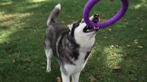 Großer-Hund,-Der-Mit-Spielzeug-Spielt