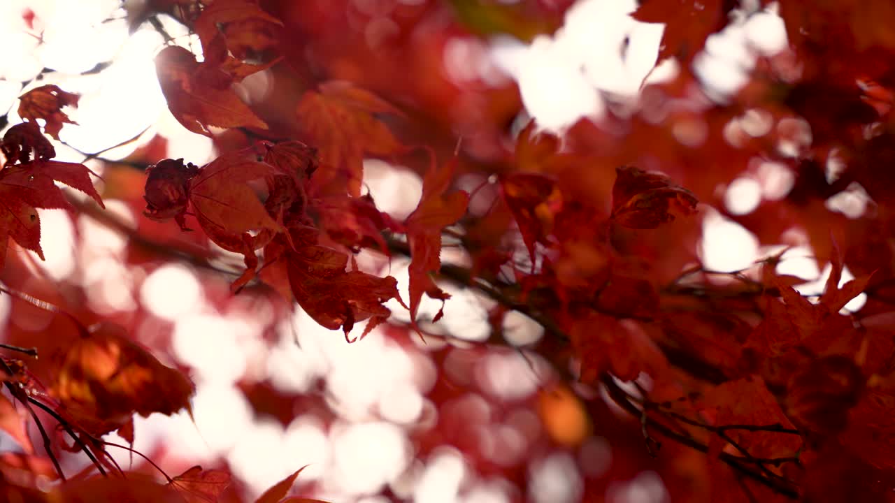 Beautiful red maple leaves swaying in the wind during autumn season in Japan, creating a mesmerizing natural display