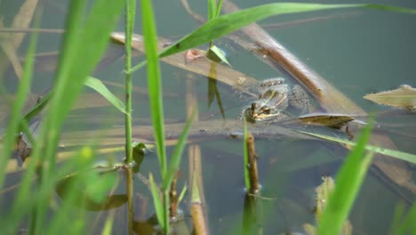 Frog-chilling-in-summer-lake