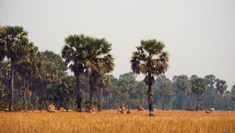 Tiro-De-Lapso-De-Tiempo-Del-Campo-Lleno-De-Hierba-Marrón-Seca-Con-Perros-Corriendo-Con-Algunas-Personas-Cerca-De-Palmeras-Durante-El-Día