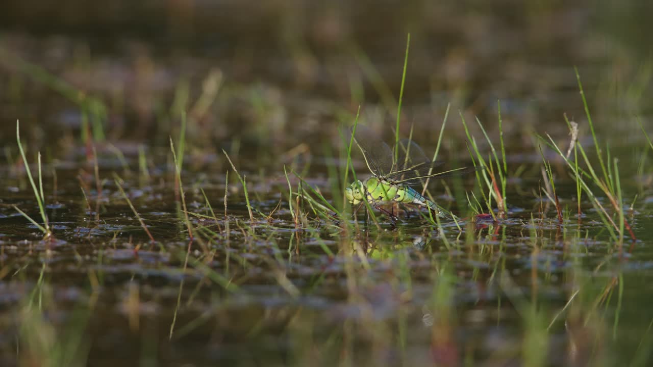 습지 에 있는 초록색 도마