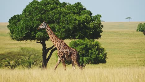 jirafa caminando en el lujoso desierto de maasai mara rodeada de árboles, vida silvestre africana en la reserva nacional, kenia, áfrica animales de safari en la reserva norte de masai mara