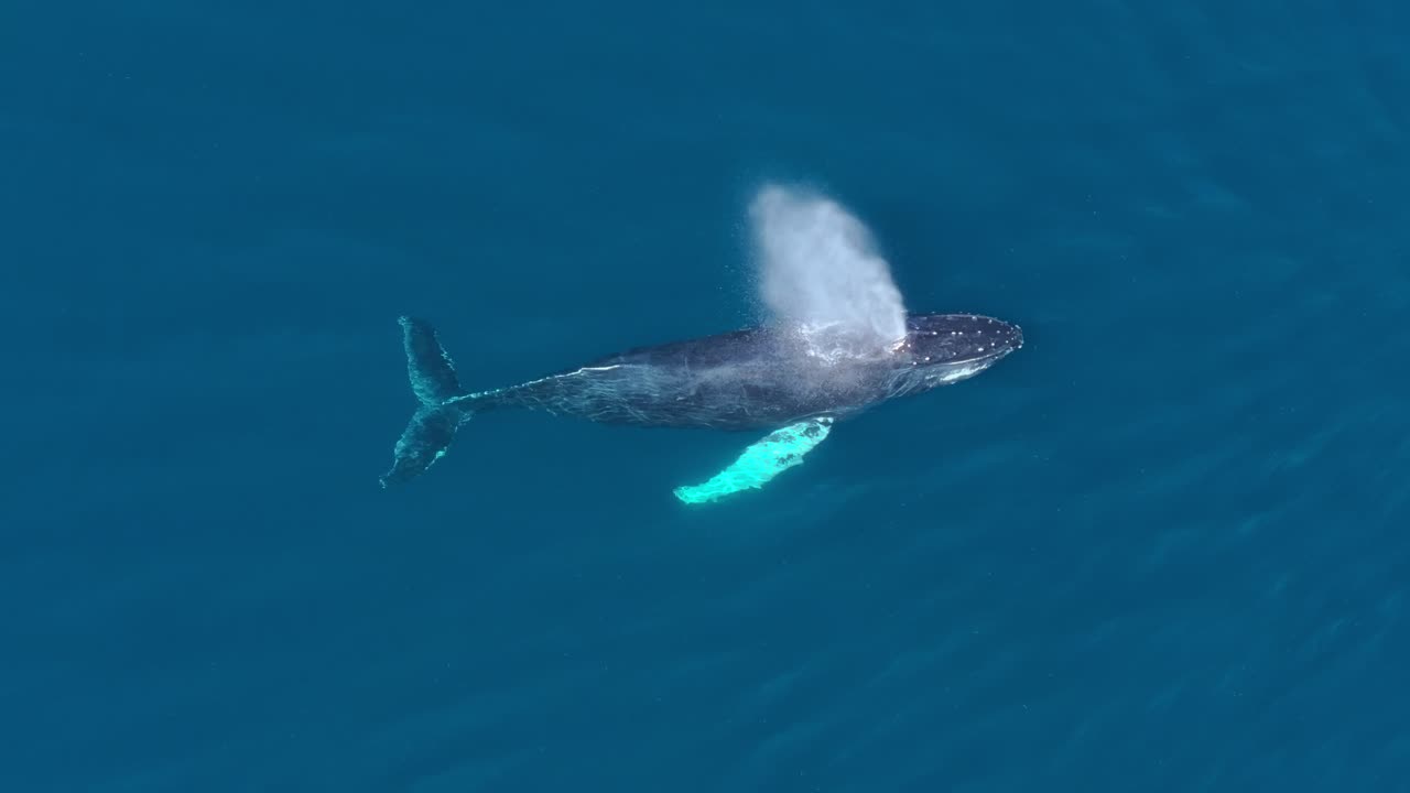 Top drone view of humpback whale spouting in clear blue ocean water, slomo